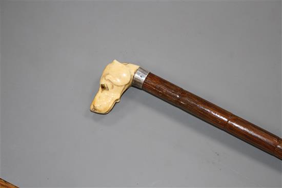 A walking stick, the ivory handle carved as a dogs head with glass eyes, silver collar, London 1918, overall length 84cm